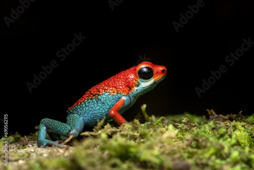 Granular poison frog or granular poison arrow frog (Oophaga granulifera)