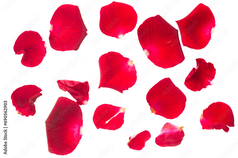 red rose petals red rose petals