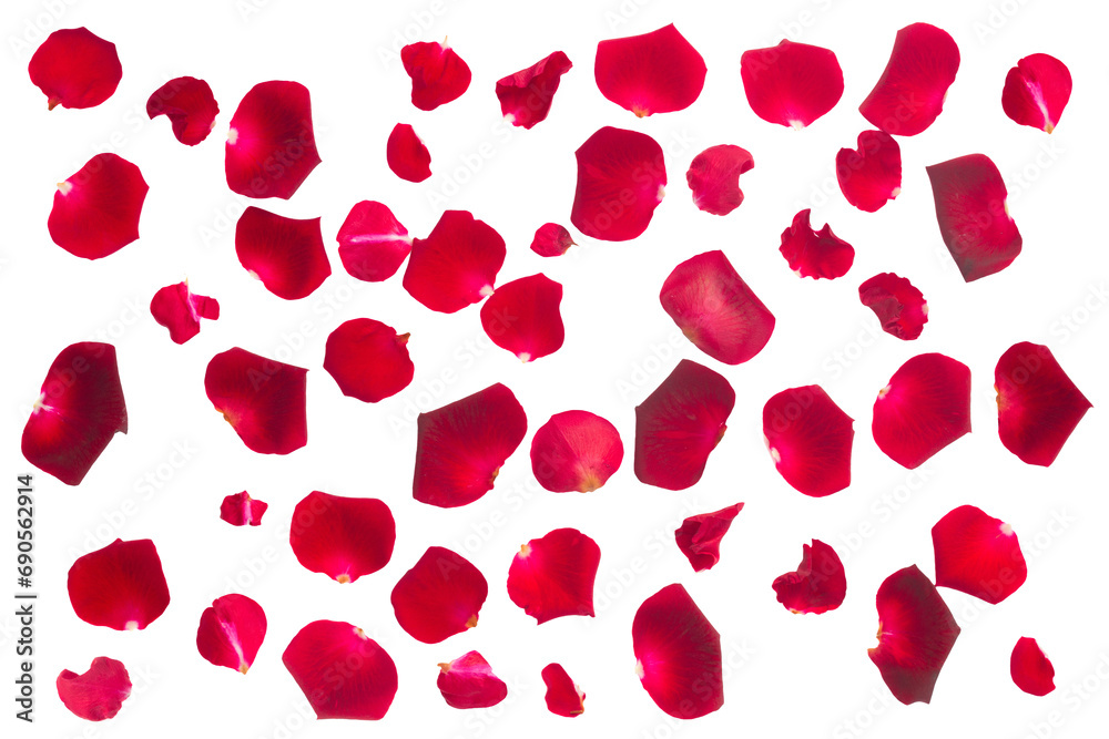 crimson  rose petals