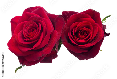 two   dark  red roses