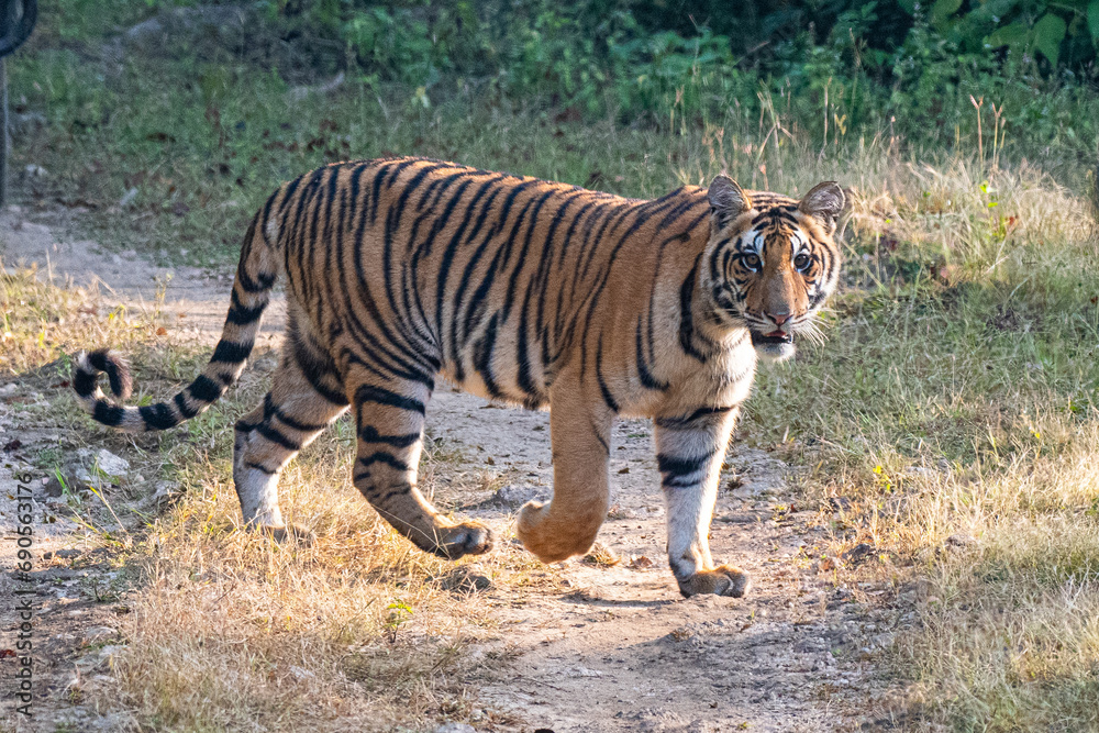 Fototapeta premium laufende Tigerin