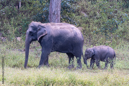 Indische Elefantenmutter mit Baby