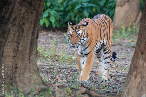 Tigerin zwischen zwei Bäumen