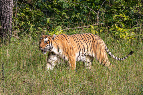 wild lebender Tiger