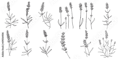 Lavender Hand drawn wedding herb, plant and monogram with elegant leaves for invitation save the date card design.