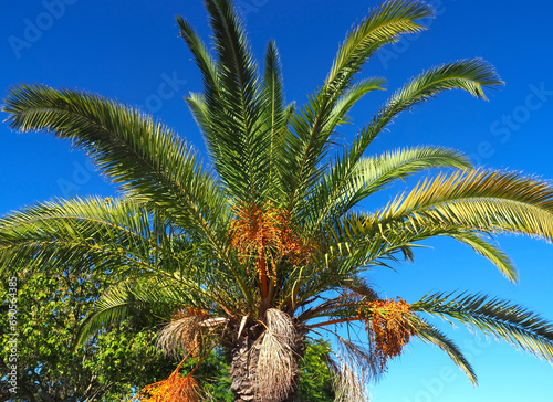 palm tree with orange dates isolated with blue sky