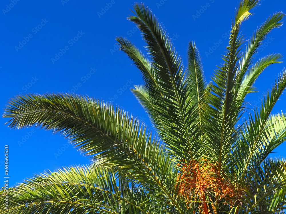 palm tree with orange dates isolated with blue sky palm tree with orange dates isolated with blue sky