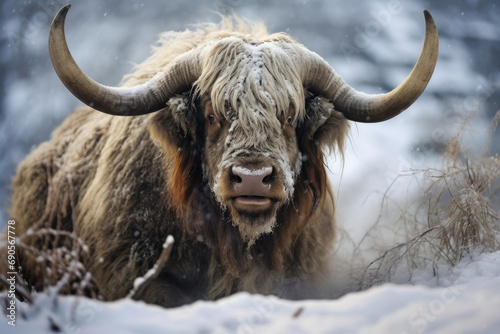 Majestic musk ox with frosty breath in a snowy habitat, showcasing wildlife in winter.