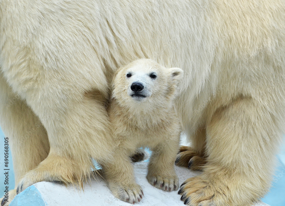 Obraz premium polar bear cub