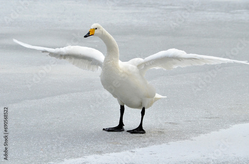 swan in snow