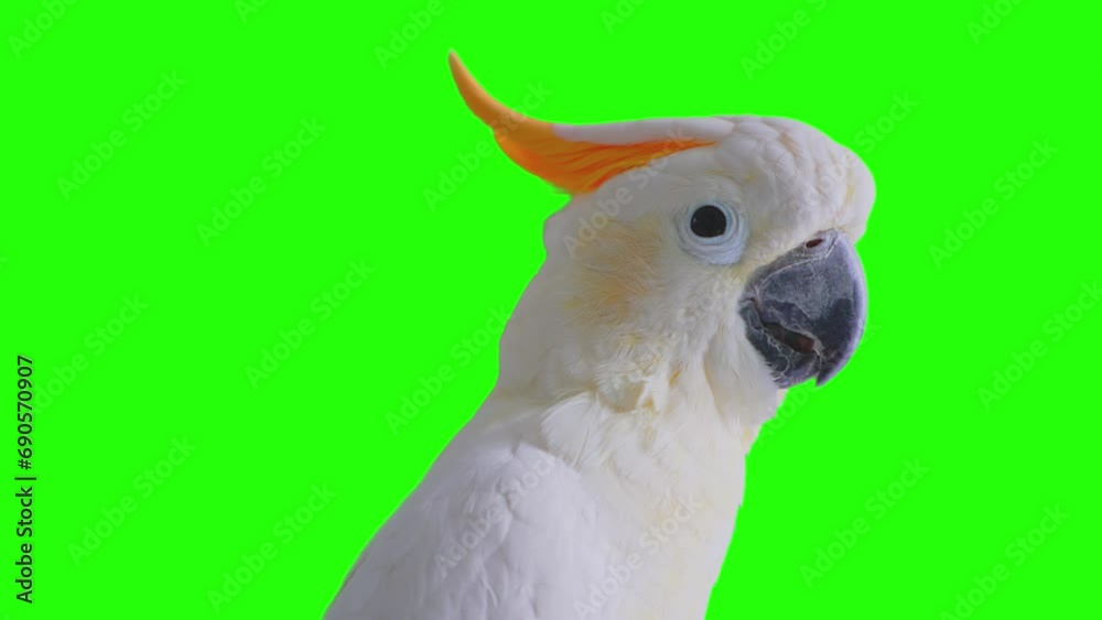 White Citron-crested Cockatoo with orange crest and greenscreen background for composite. White Citron-crested Cockatoo with orange crest and greenscreen background for composite.