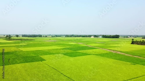 Rice field aerial Shot at east of India. 4K aerial views of rice field at mahalo village rice paddy at west bengal, India.  photo