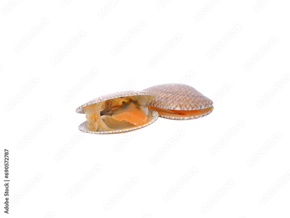 Surf clam, Short necked clam, Carpet clam, Venus shell, Baby clam transparent png Surf clam, Short necked clam, Carpet clam, Venus shell, Baby clam transparent png