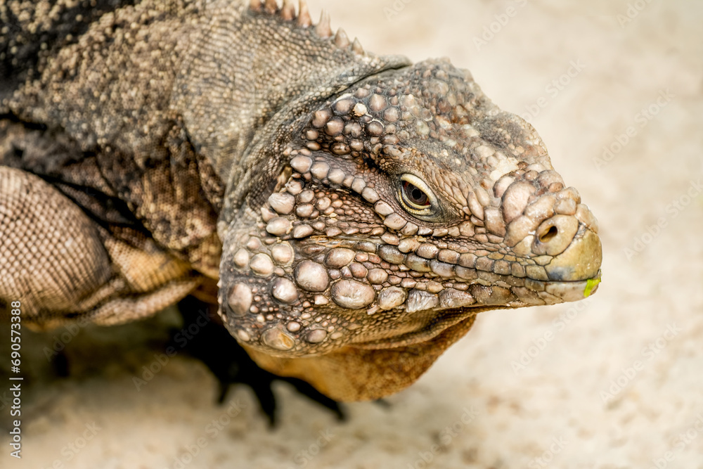 Side portrait of an iguana. Lizard close-up. Iguanidae. Side portrait of an iguana. Lizard close-up. Iguanidae.
