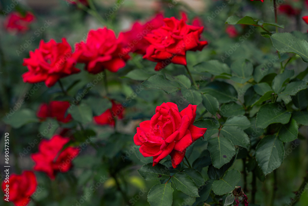 Red roses