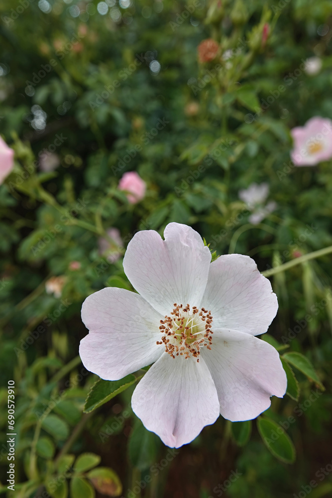 Vertical closeup on a white flower of a blooming dog rose, Rosa canina Vertical closeup on a white flower of a blooming dog rose, Rosa canina