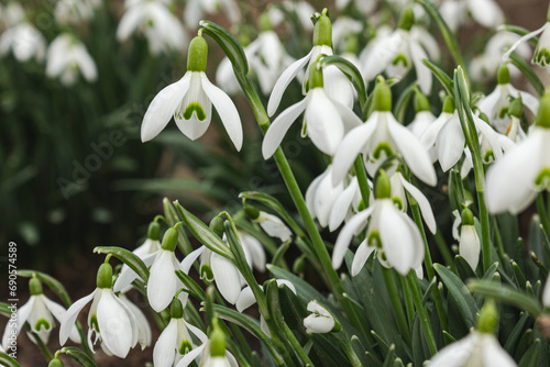 Snowdrop flowers