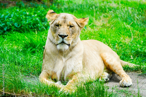 Portrait of a lioness. Animal in close-up. Panthera leo. Large species of cat.