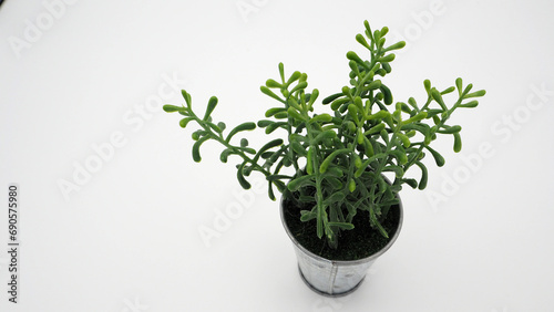 Artificial plants or fake tree on white background.