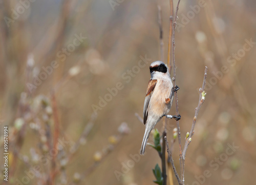 Buidelmees, Penduline Tit, Remiz pendulinus photo