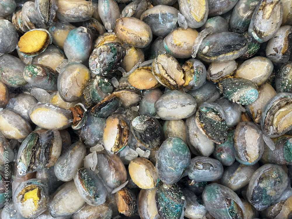 close-up seashells in the market close-up seashells in the market