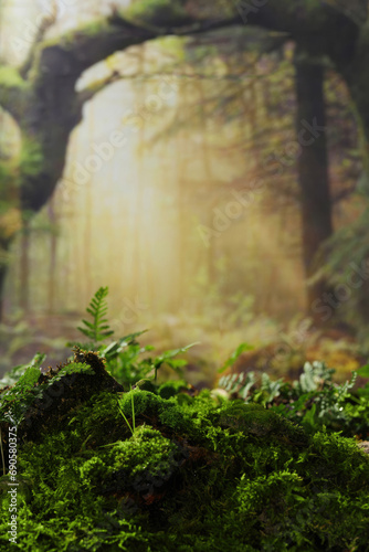 Natural wallpaper for displaying natural products, product backdrop, high quality images