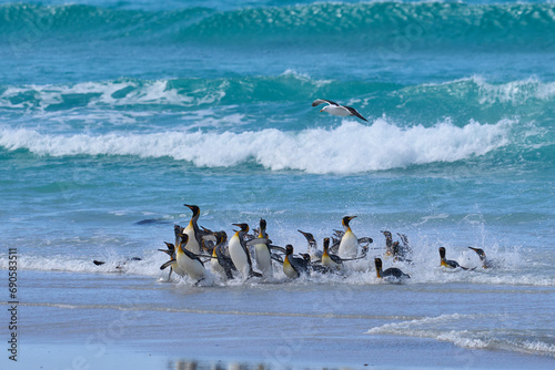 Group of King Penguins (Aptenodytes patagonicus) coming ashore at Volunteer Point in the Falkland Islands.