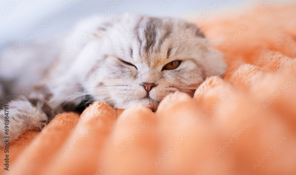 Cute british cat at home on a peach fuzzy color blanket
 - obrazy, fototapety, plakaty 