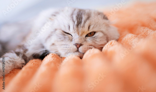 Cute british cat at home on a peach fuzzy color blanket 
