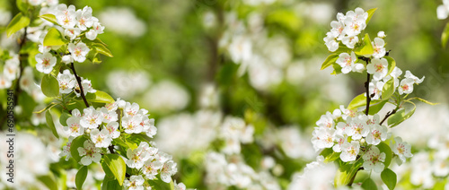 Branch of blooming pear tree. White flowers on a pear tree