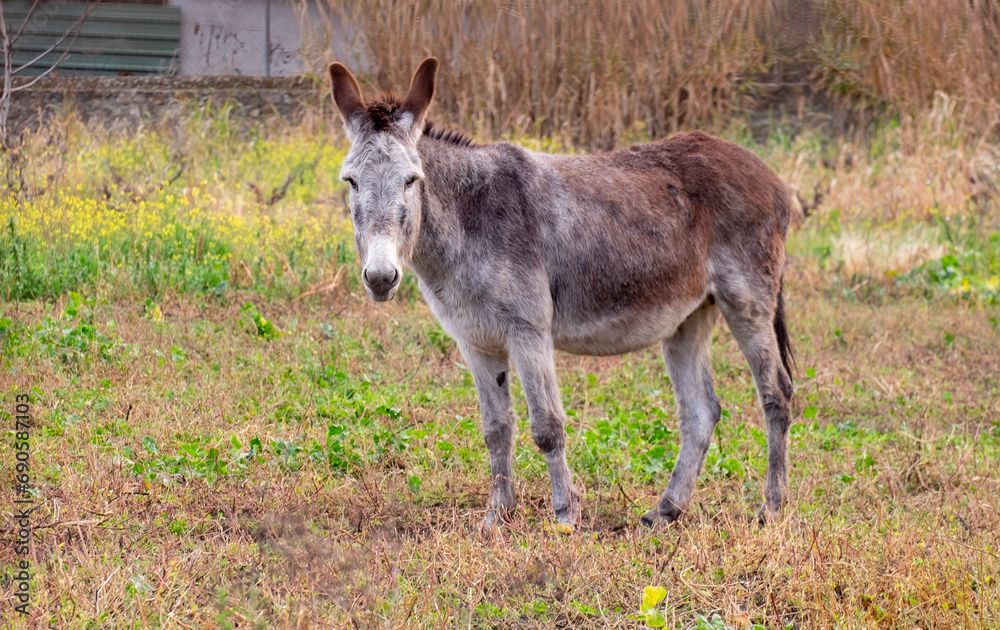 donkey portrait. donkeys in their natural habitat.donkey on the mountain. donkey portrait. donkeys in their natural habitat.donkey on the mountain.
