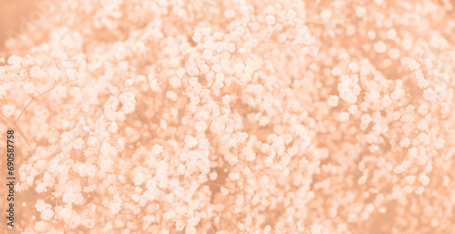 pastel peachy flowers texture and horizontal banner background. Color of the year 2024 Peach Fuzz photo