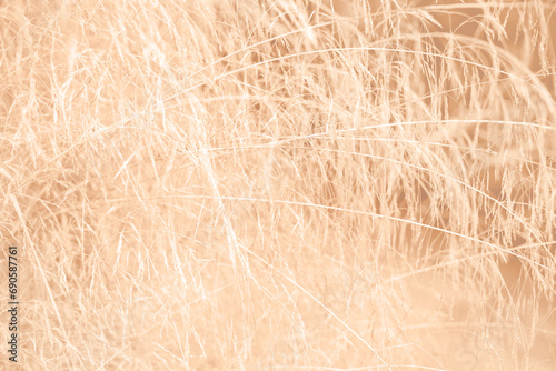 Canvas Print pastel peachy fuzzy grass texture and background