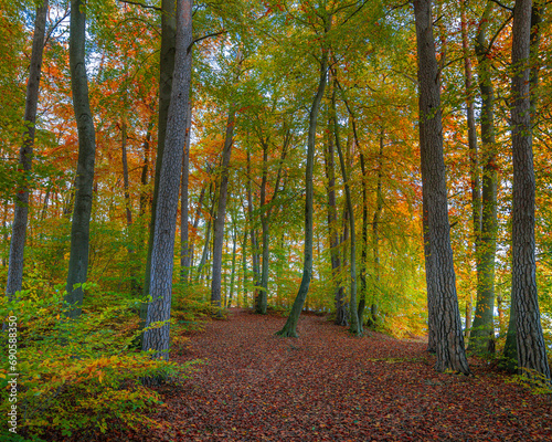 Fototapeta Naklejka Na Ścianę i Meble -  Kaszuby las