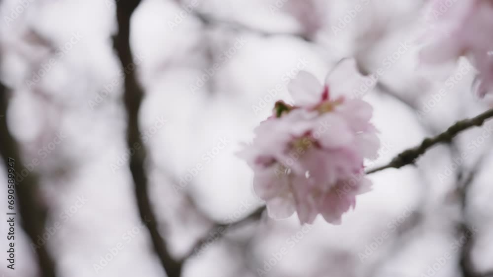 Slow motion of sakura cherry blossom in spring on a cloudy day Slow motion of sakura cherry blossom in spring on a cloudy day