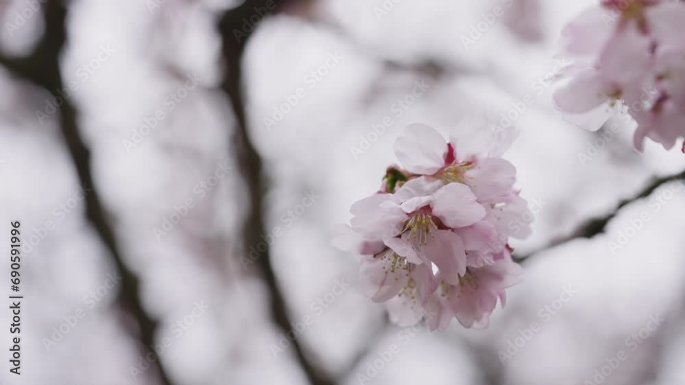 Slow motion of sakura cherry blossom in spring on a cloudy day Slow motion of sakura cherry blossom in spring on a cloudy day