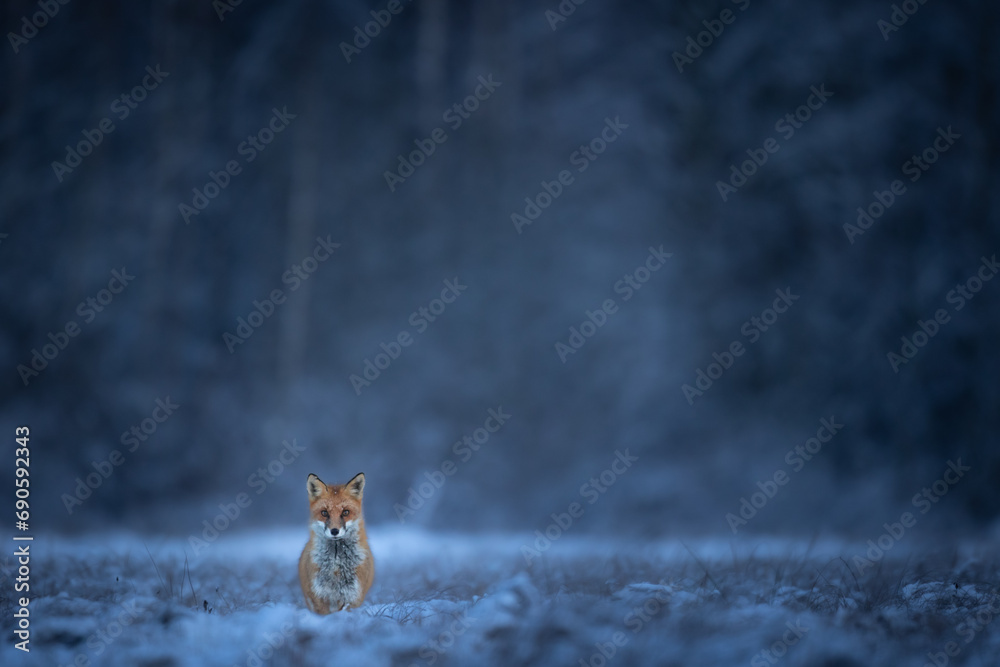 Fox Vulpes vulpes in winter scenery, Poland Europe, animal walking among snowy meadow - obrazy, fototapety, plakaty 