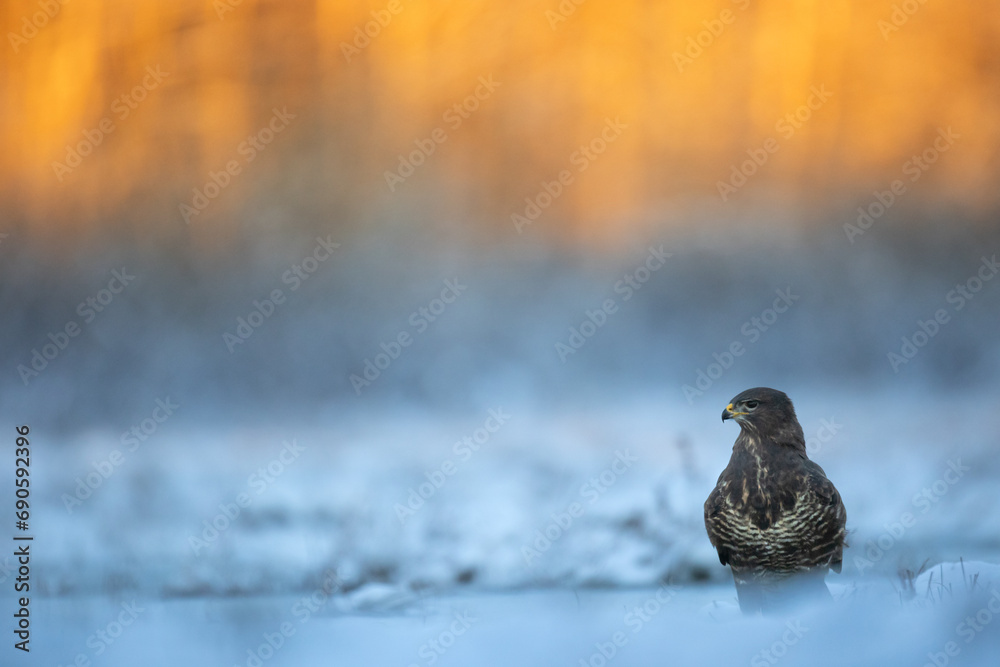 Obraz premium landing Common buzzard Buteo buteo in the fields in winter snow, buzzards in natural habitat, hawk bird on the ground, predatory bird close up winter bird