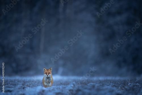 Fox Vulpes vulpes in winter scenery, Poland Europe, animal walking among snowy meadow photo