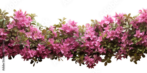 Pink flowers bush shrub green tree isolated tropical plant border with clipping path isolated on transparent background. Generative AI