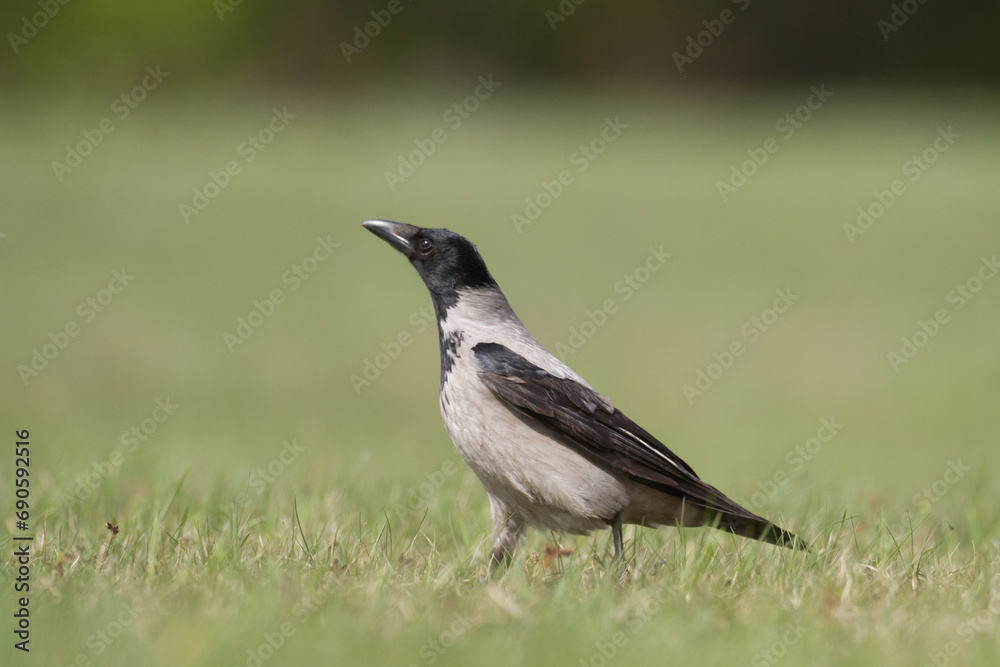 Bird - Hooded crow Corvus cornix in amazing blurred background Poland Europe