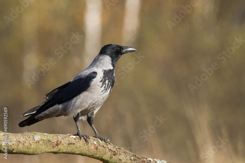 Bird - Hooded crow Corvus cornix in amazing blurred background Poland Europe