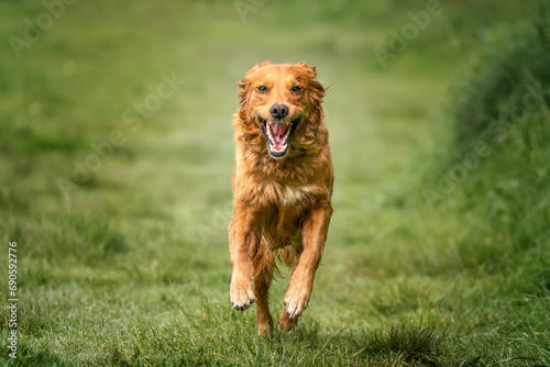 Golden Retriever running in a field is a dog in action directly towards the camera