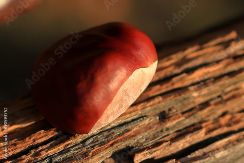 chestnut on the bank, autumn. nature inspirations