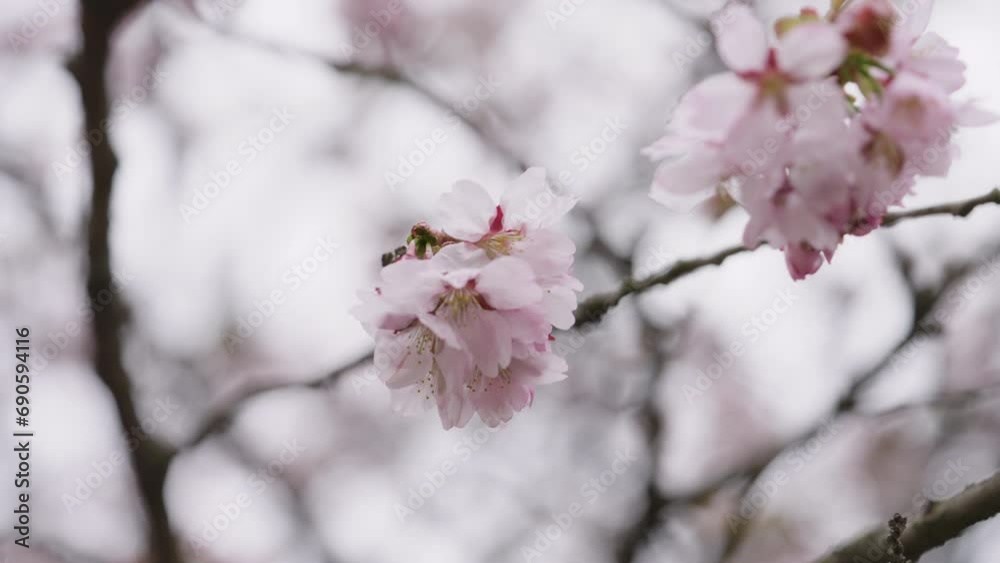 Slow motion of sakura cherry blossom in spring on a cloudy day Slow motion of sakura cherry blossom in spring on a cloudy day