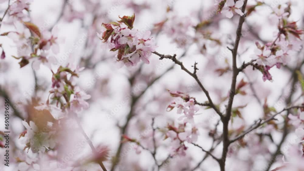 Slow motion of sakura cherry blossom in spring on a cloudy day Slow motion of sakura cherry blossom in spring on a cloudy day