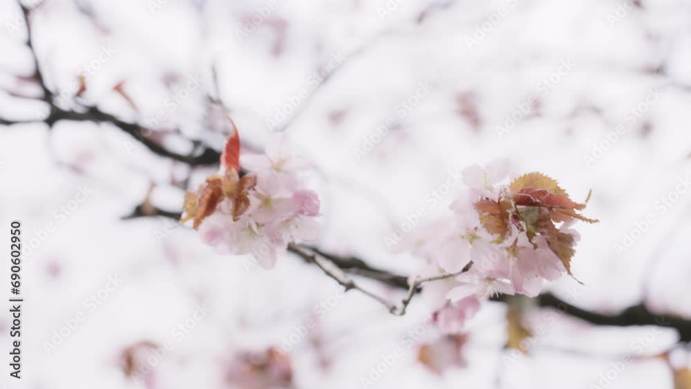Slow motion of sakura cherry blossom in spring Slow motion of sakura cherry blossom in spring