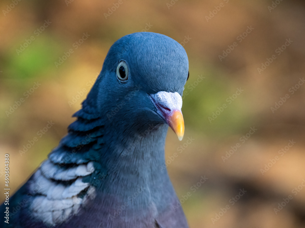 Obraz premium Ringeltaube&nbsp;(Columba palumbus)