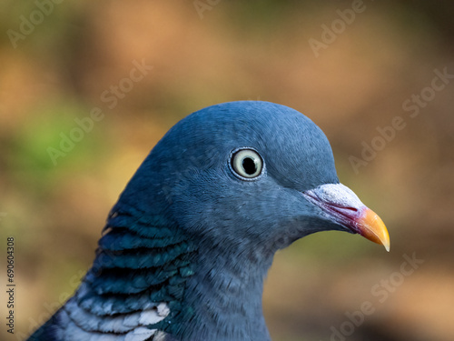 Ringeltaube (Columba palumbus) photo