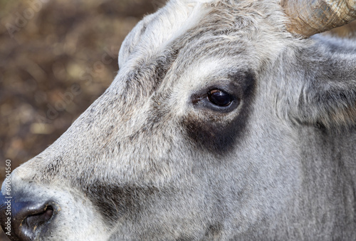 Ruminant Hungarian gray cattle bull in the pen, big horns, portrait, eye